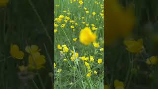 Buttercups beauty 🌼🍃 #springvibes#flowers