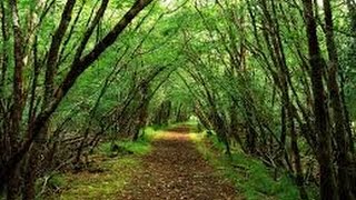 Mini Hike in the Forest