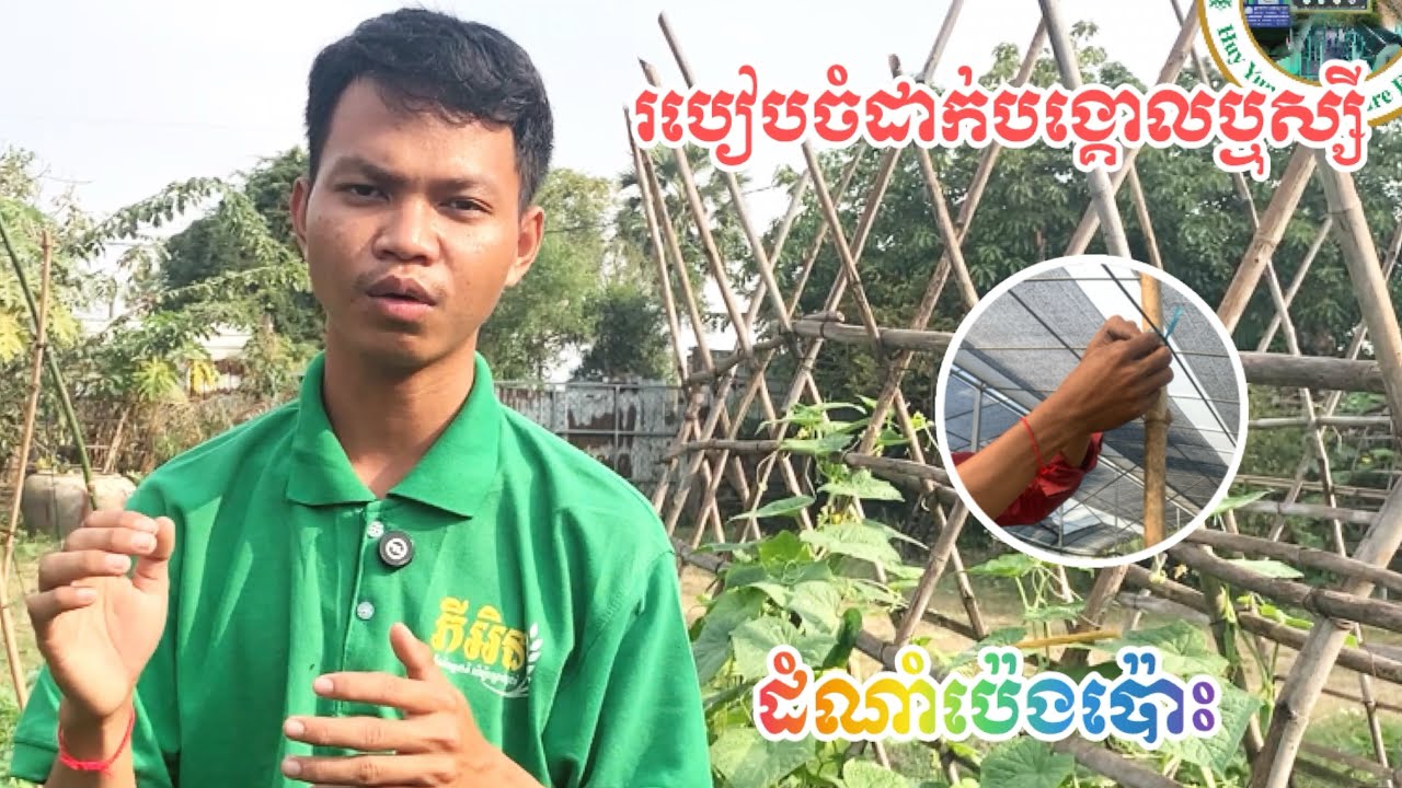 របៀបដាក់បង្គោលឬស្សីនិងចង់ខ្សែសម្រាប់ធ្វើជាទ្រើងប៉េងប៉ោះ🌱🍅👨‍🌾