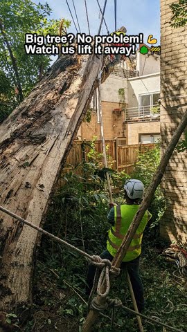 Tough Tree in a Tight Spot? 🌳🚧 See Our Expert Crane & Tree Removal in ...