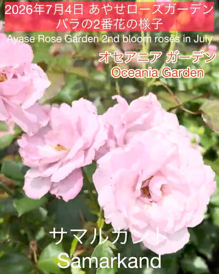 July 4, 2026 Ayase Rose Garden: Second Flush Roses] Samarkand and