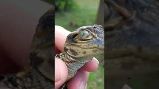 Baby Alligator 🐊 calls for mom!