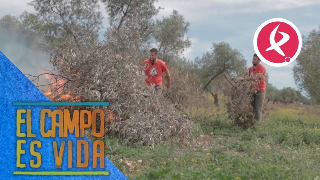 Todos los procesos a seguir para poder quemar restos de poda | El campo es vida