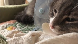 手術から帰ってきた猫 ノルウェージャンフォレストキャットcat that came back from surgery.Norwegian Forest Cat.