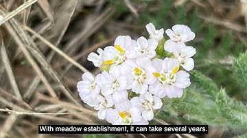 The New Forest Species Survival Fund at Fernlea Farm: Wildlife in Hedgerows and Paddocks