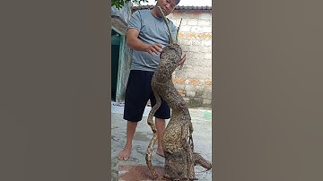 gl ace một cây cóc chua sống khỏe ghép cóc thái . giá 1t3 liên hệ 0972443302