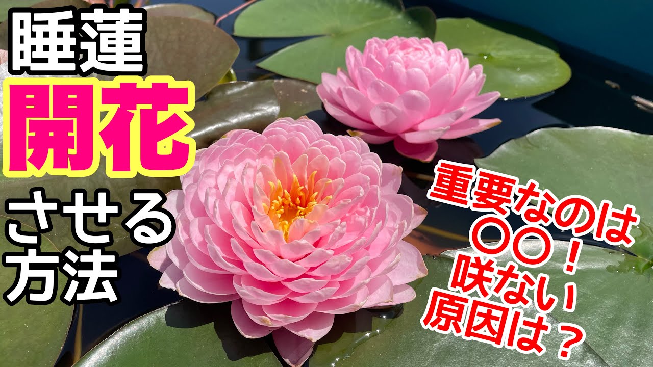 Reasons why water lilies do not bloom and how to deal with them