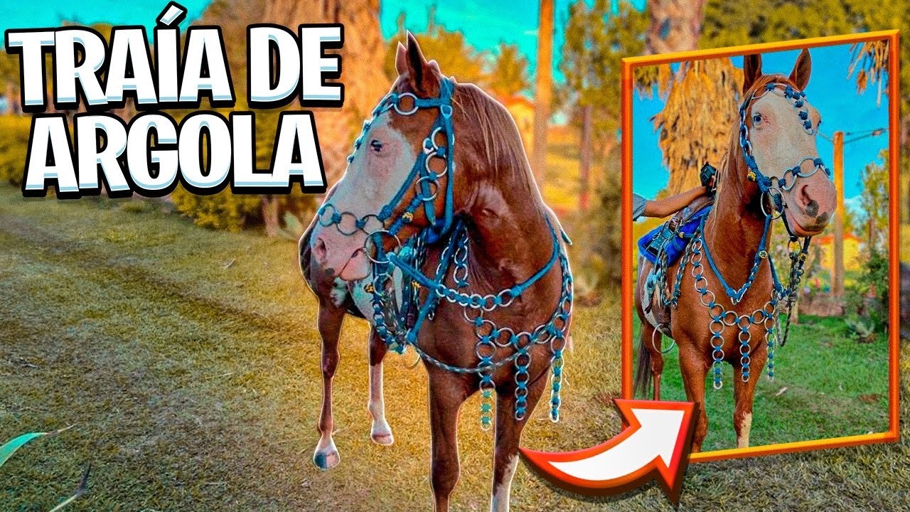 Traia de cavalo/ traia de frente/ conjunto para cavalo