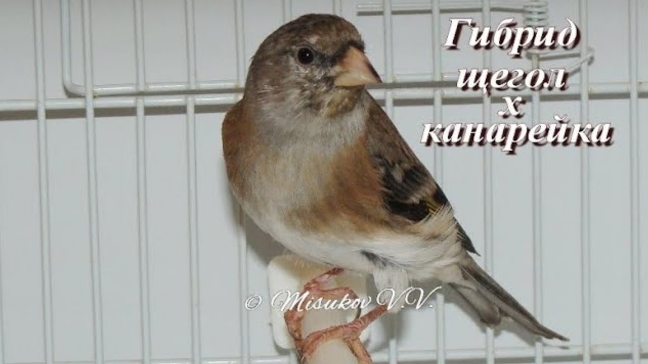 гибрид репла и канарейки. пение гибрида щегла и канарейки в клетке. пение гибрида щегла и канарейки. гибридизация щегла и канарейки. гибрид щегла и канарейки.