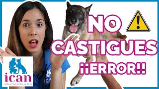 HOW TO CORRECT YOUR DOG? Mistakes you should not make | Dog training