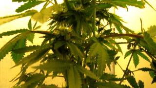 Day 40 Flower