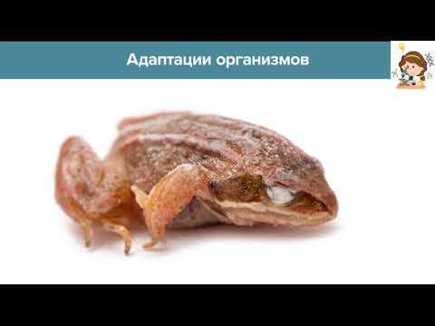Среда обитания Экологические