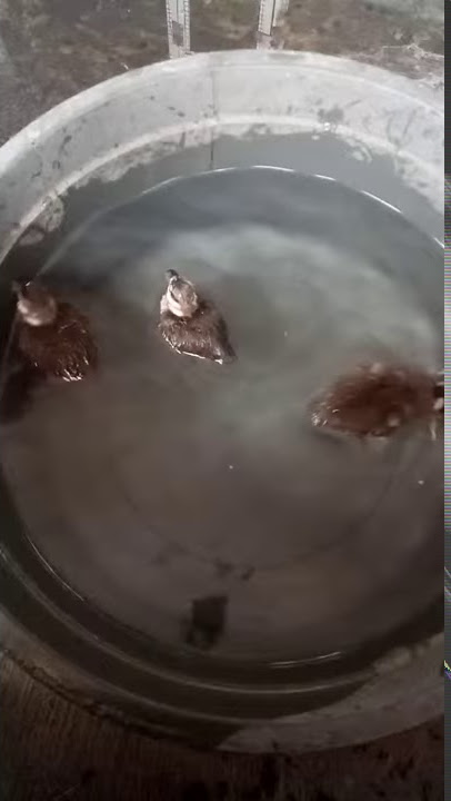 Anakan burung belibis