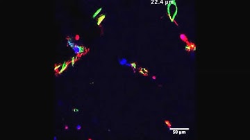 From 2D to 3D: novel nanostructured scaffolds to investigate signalling in reconstructed...