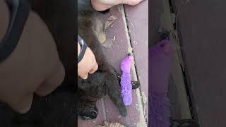 Freya does not like it #voidcats #freya #busydays #cleaningday #kittenlove