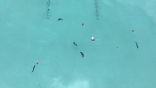 Animated Lure - Home Page Video Profile