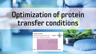 Optimization of protein transfer conditions
