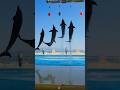 イルカショージャンプだけ集めてみた I tried to collect only dolphin show jumps. マリンワールド marine world डॉल्फिन शो 돌고래 쇼