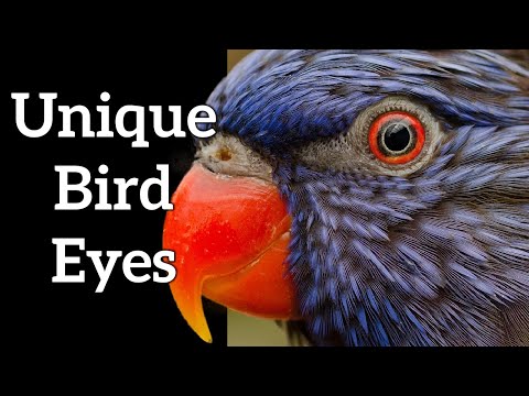 Bird Pupils - Unique Bird Eyes