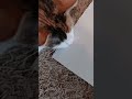 When Your Cat Thinks Your Set is Delicious . . .