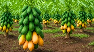 How To Only Organic Fertilizer! My Papaya Tree Grew Fast, Healthy & Full of Fruit!