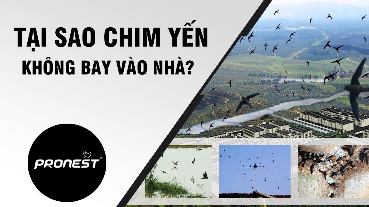 Giải Thích Nguyên Nhân Tại Sao Yến Không Bay Vào Nhà?