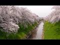 桜吹雪×岡本知高「上を向いて歩こう」