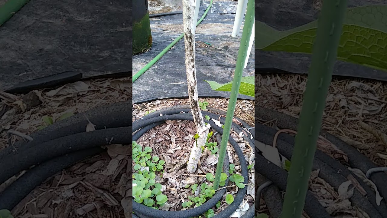 Meyer lemon vs Texas freeze