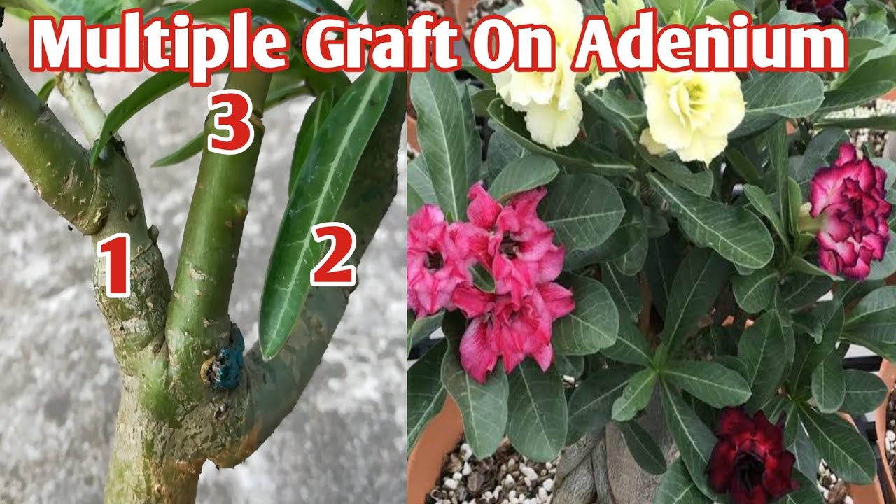 How To Multiple Graft On Adenium/Desert Rose YouTube