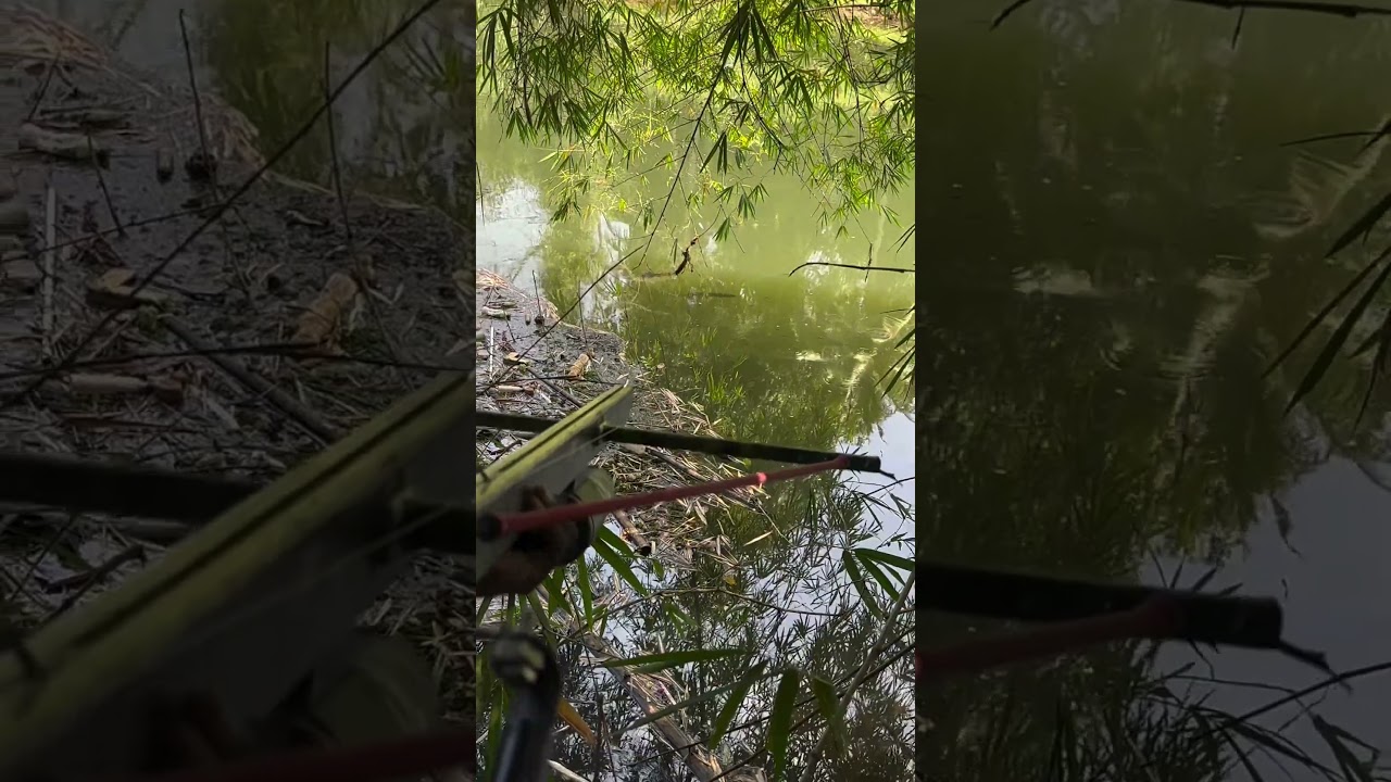 Amazing  crossbow fishing Full video on youtube 