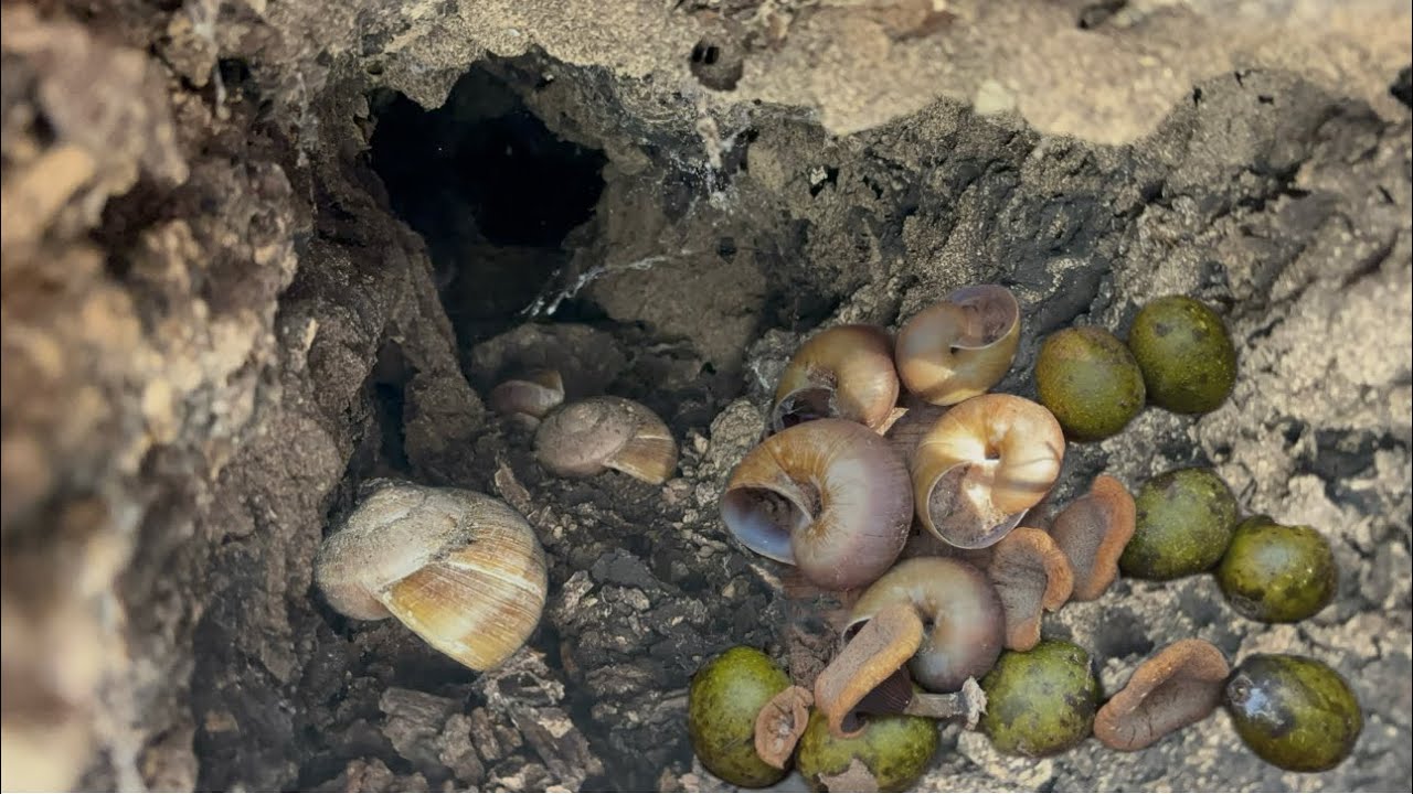 เข้าป่าหาหอยเดื่อเข้าไงตามกนไม้🐌🐌