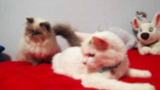 Playful Teacup Himalayan Catches the Lump in the Bed by RonetteTaylor 892 views 14 years ago 1 minute, 24 seconds