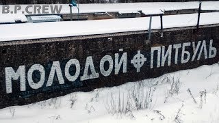 Т.N.F.  Молодой Пит Буль Музыкальные ролики от Роджера