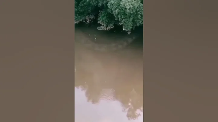 Giant snake caught on camera 😳 #shorts