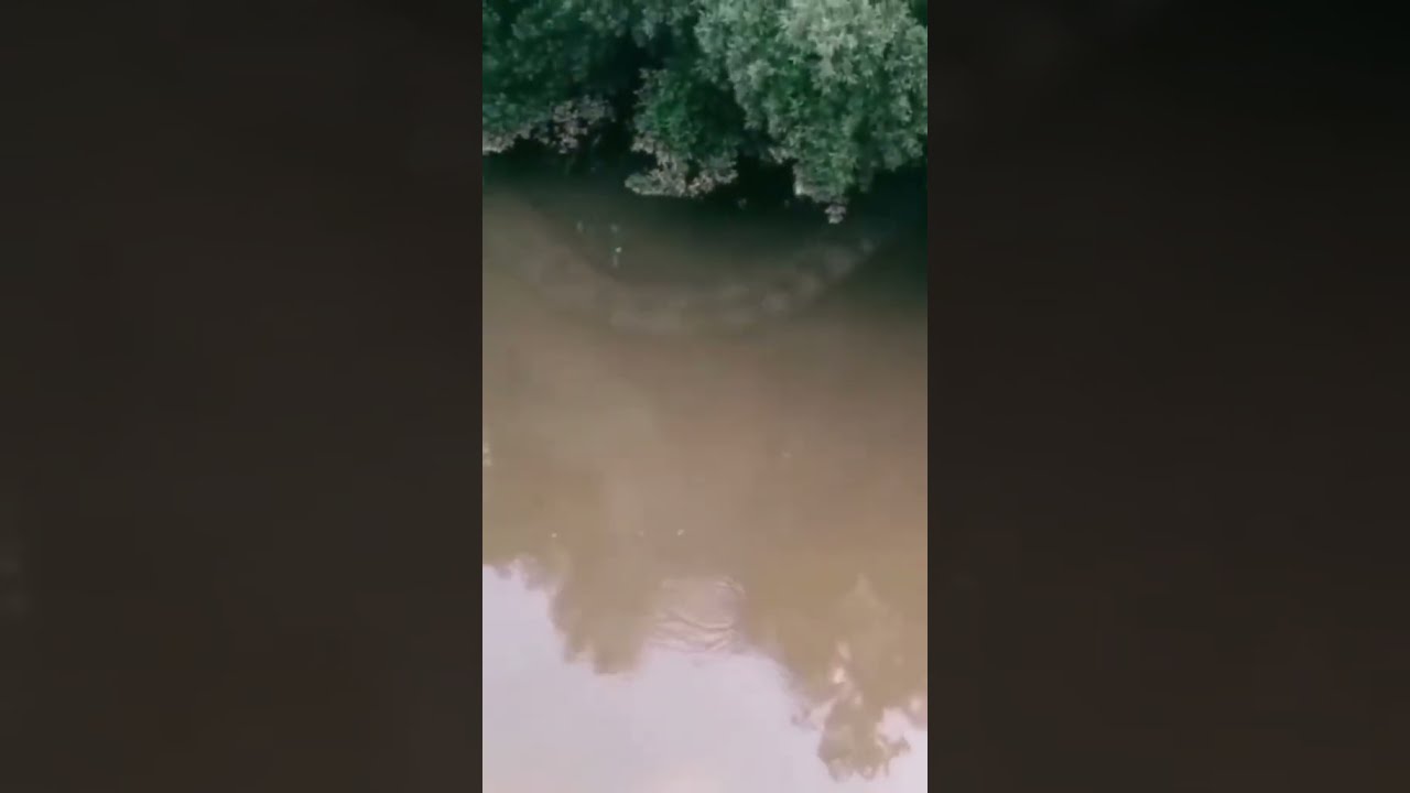 Giant Snake Caught On Camera Shorts