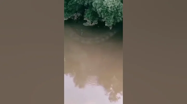 Giant snake caught on camera 😳 #shorts