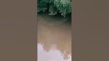 Thumbnail of Giant snake caught on camera 😳 #shorts