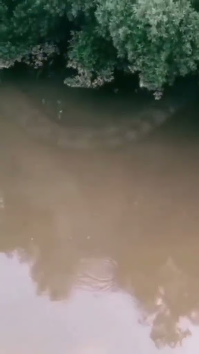 Giant snake caught on camera 😳 #shorts