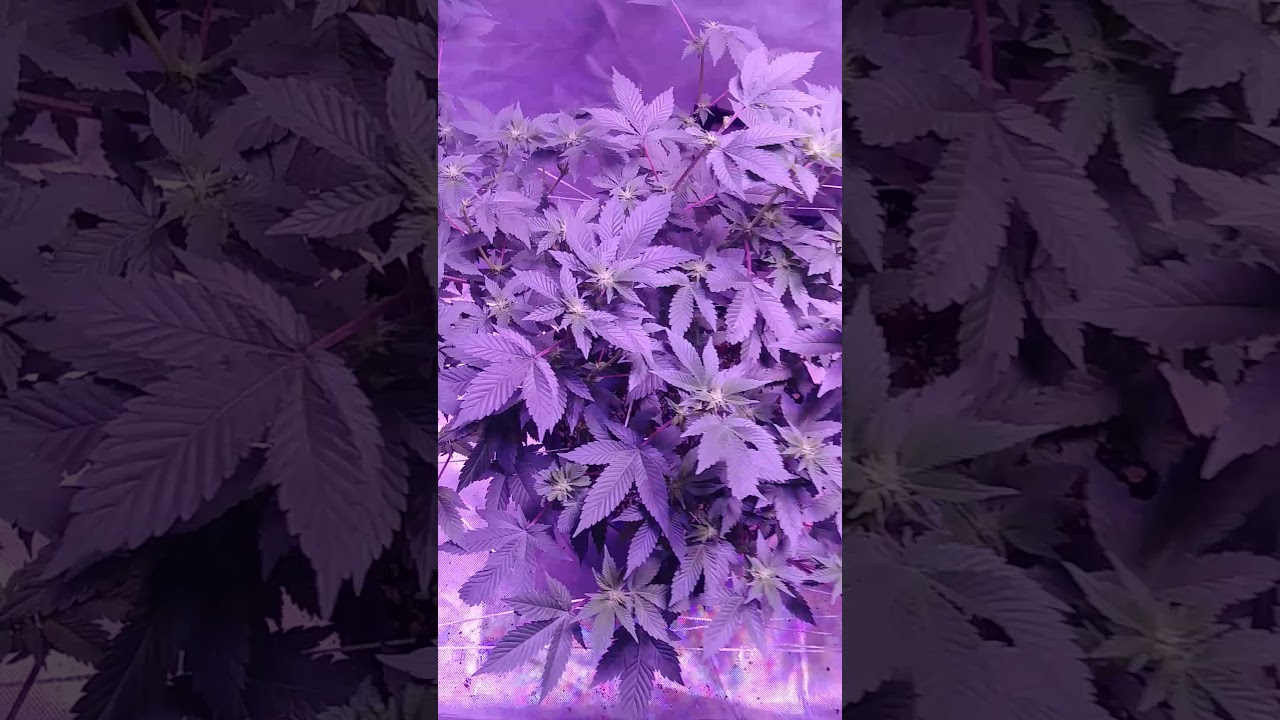 chemdawg 2×4 tent grow week one flower