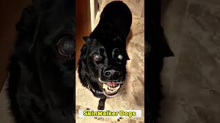 This Dog Looks Human… 😳🐕#shorts #viral #dog