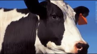 The Surprising Feature of Cows Revealed