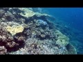 Athuruga snorkelling 2014