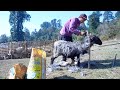 Cutting sheep wool  shepherd life  himalayan jungle life  happy lifestyle manjitacooking