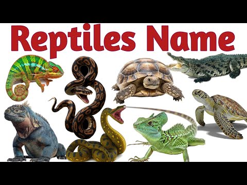 🦎 Amazing Reptiles for Kids || 10 Reptiles Name in Hindi & English || Reptiles Facts for Children