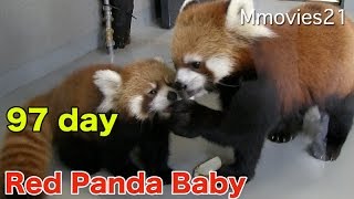 リンゴちょうだい！赤ちゃんレッサーパンダ成長記録 97日齢体重測定