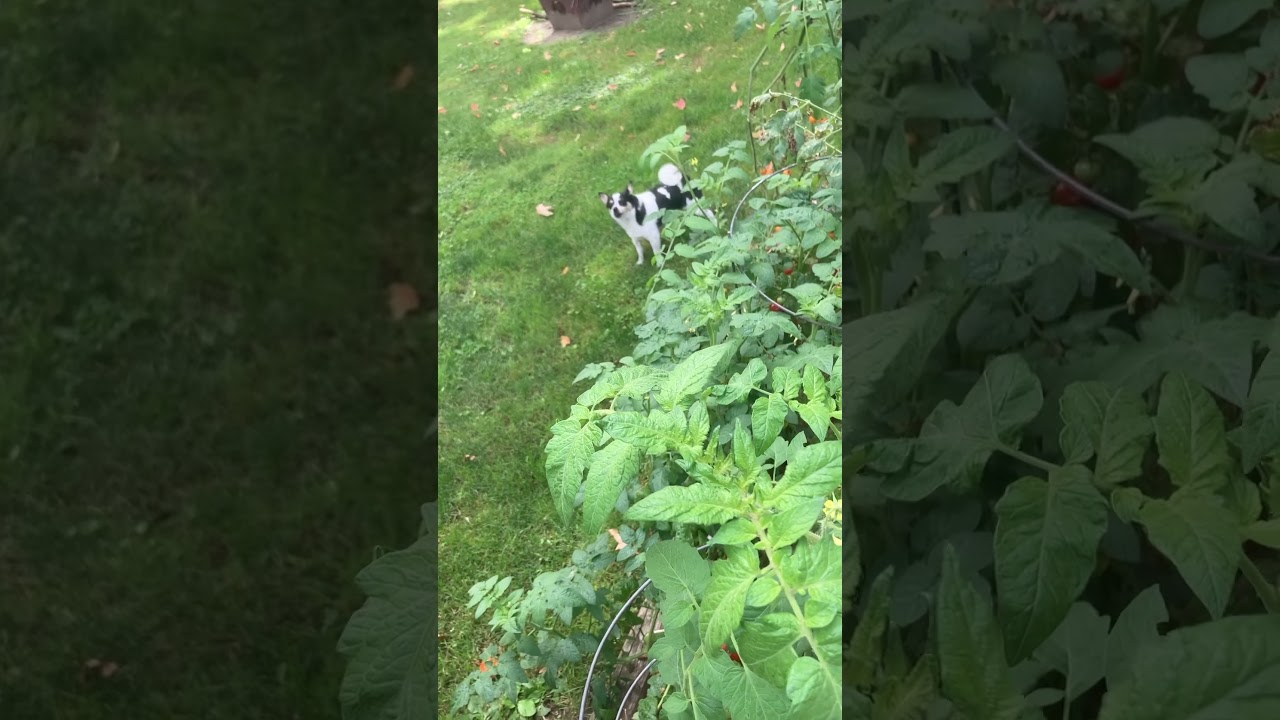 Penny catches Judy’s dog, Bandit barking for Samuel. That noisy dog!