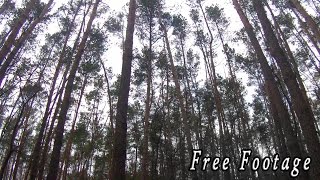 [Footage Футаж] Колыхание высоких хвойных деревьев #2 screenshot 3