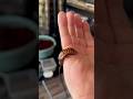 Welcome in my world! #scorpion #spider #tarantula #arachnid #exoticpets #pets #venomous