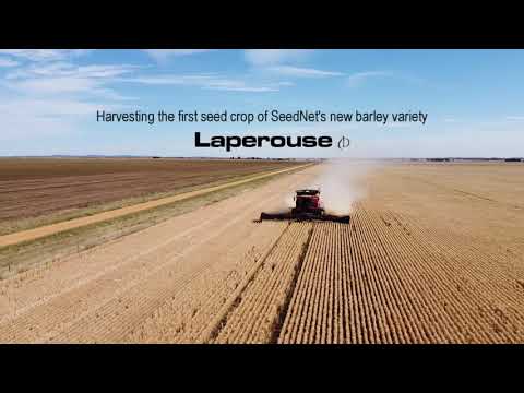 Laperouse Barley - seed crop harvest