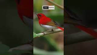 Kolibri sepah raja ekor merah gacor di alam liar #animals